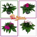 Afbeelding van Impatiens Sun Patiens P13 Divers